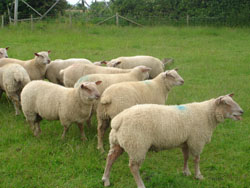 Ram Lambs 2008