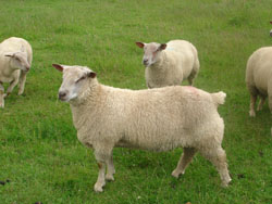 Ram Lambs 2008