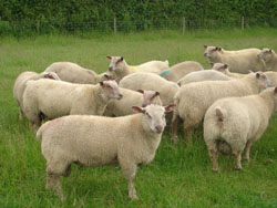 Ram Lambs 2008