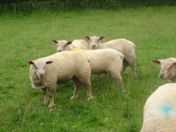 Ram Lambs 2008