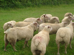 Ram Lambs 2008
