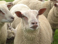 Ram Lambs 2008