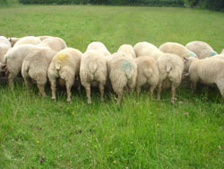 Ram Lambs 2008